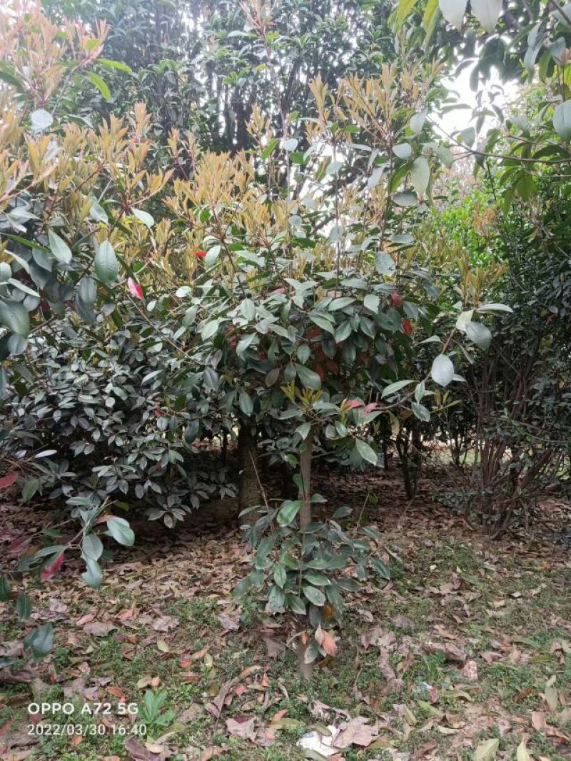 红叶石楠树，石楠球，红叶石楠苗