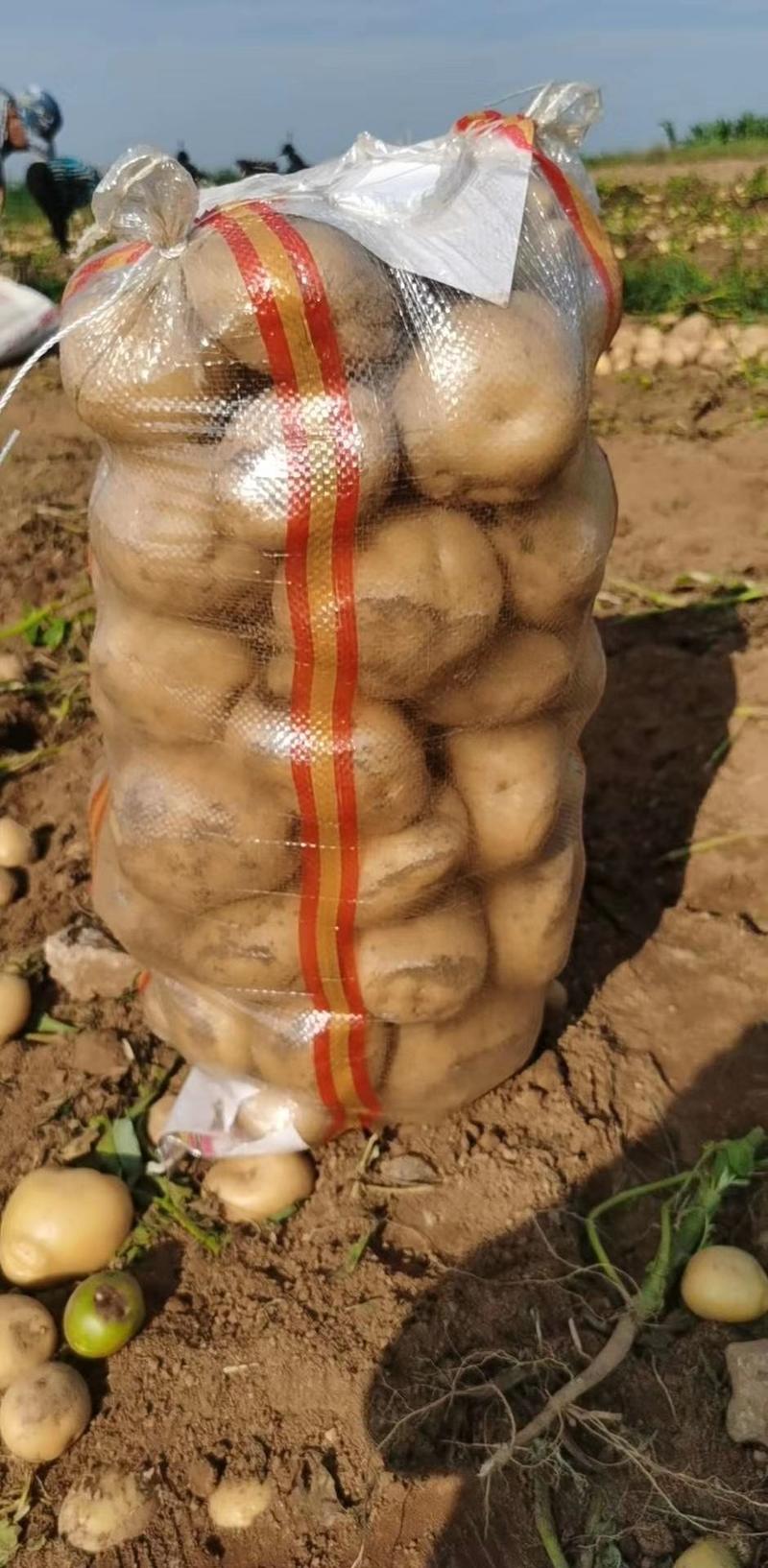 【黄心土豆】辽宁中暑5号土豆大量上市了个大皮毛亮正产地直发