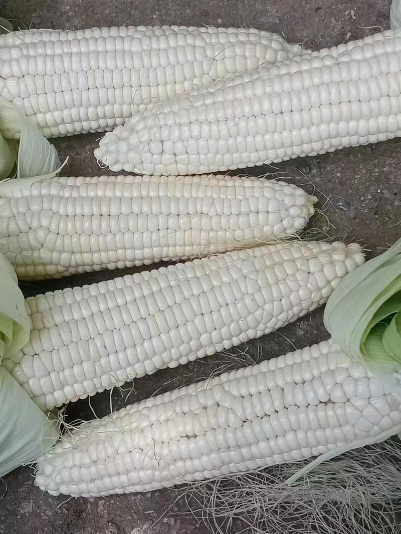 玉米贵州糯玉米大量上市、质量保证、支持各种包装、欢迎采购