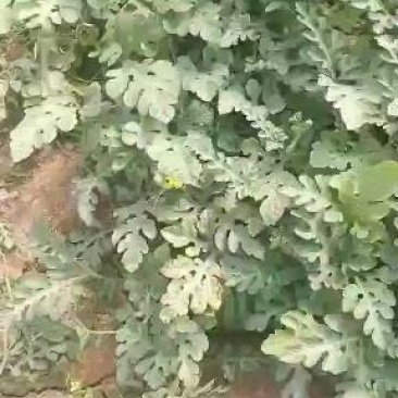 甜王西瓜