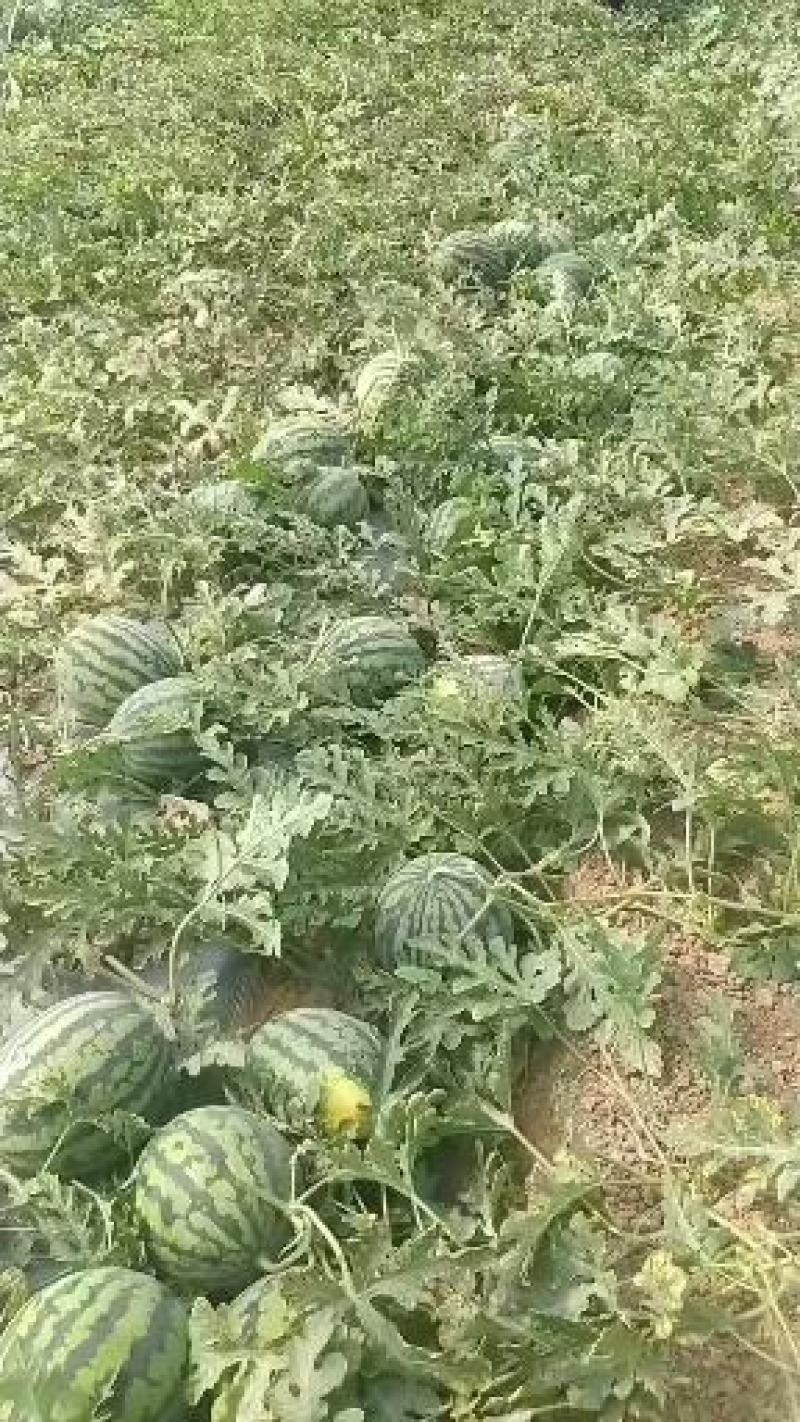 甜王西瓜