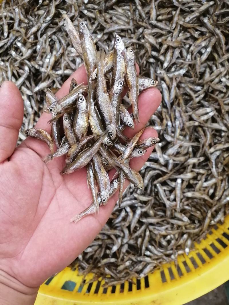 海南白条鱼，不开肚油炸靓货3-5公分左右，好吃不贵，
