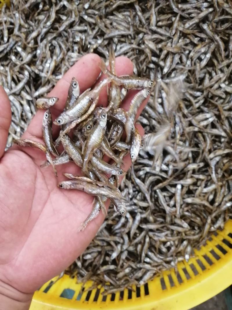 海南白条鱼，不开肚油炸靓货3-5公分左右，好吃不贵，