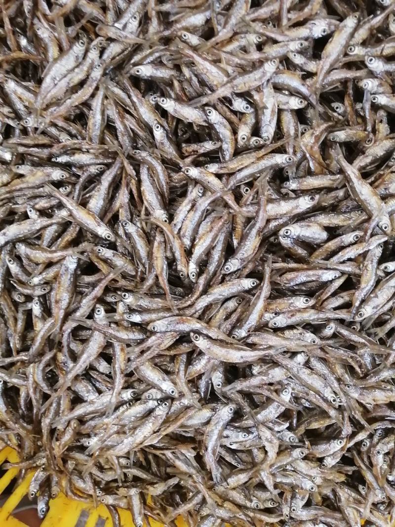 海南白条鱼，不开肚油炸靓货3-5公分左右，好吃不贵，