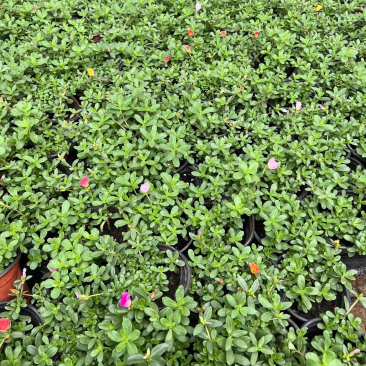 120#太阳花基地大量生产量大私聊