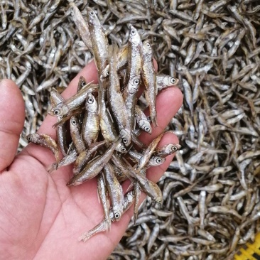海南白条鱼，不开肚油炸靓货3-5公分左右，好吃不贵，