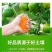 产地直销云南蜜橘柑橘可实地看货可提前预定