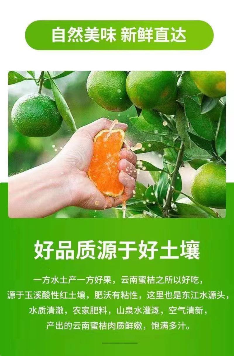 产地直销云南蜜橘柑橘可实地看货可提前预定