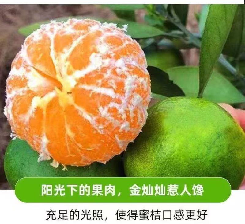 产地直销云南蜜橘柑橘可实地看货可提前预定