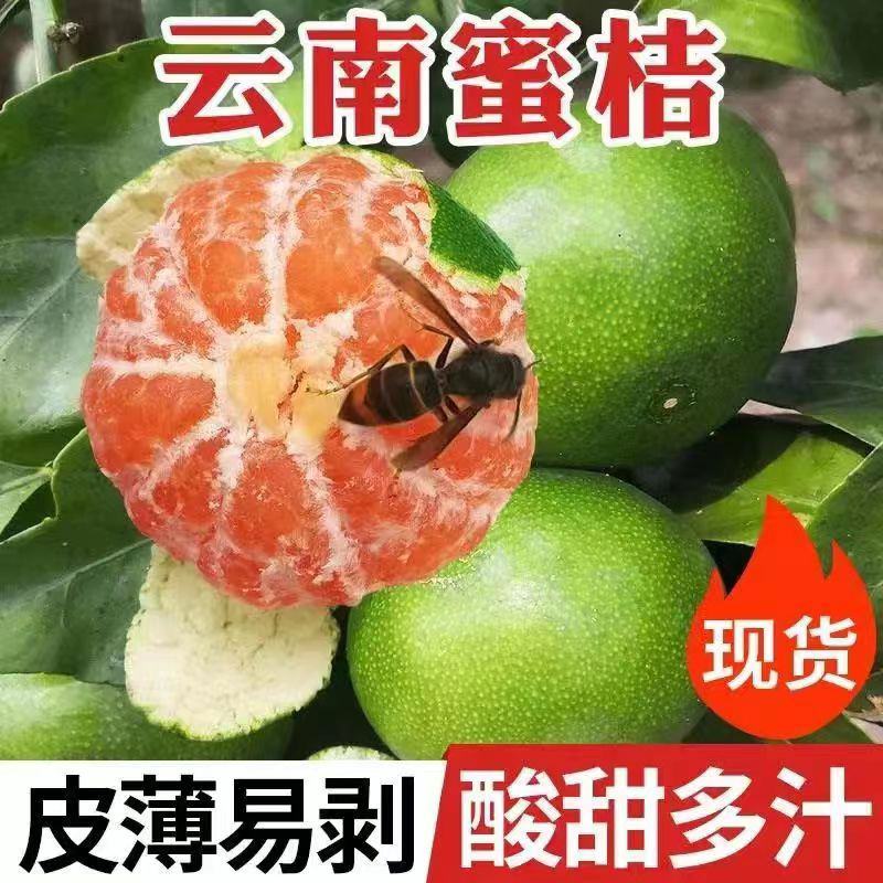 产地直销云南蜜橘柑橘可实地看货可提前预定
