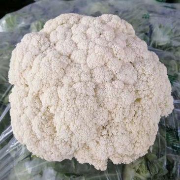 河北有机花精品松花大量有货产地直供一手货源代发全国