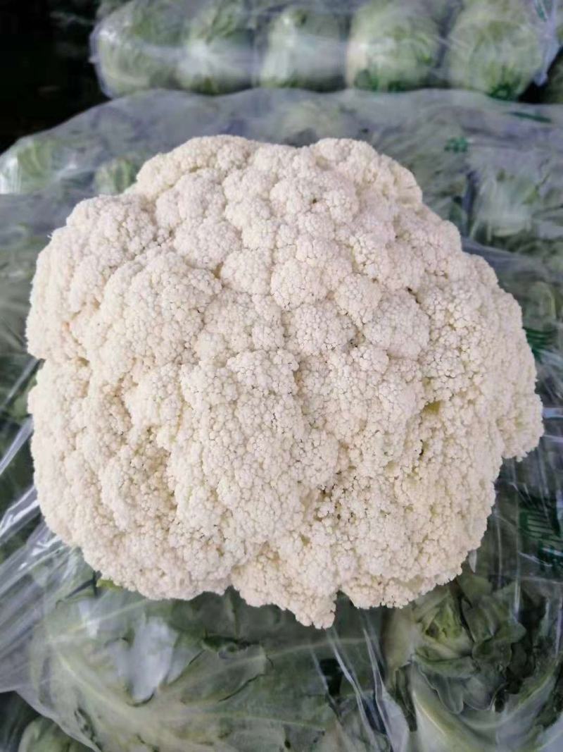 河北有机花精品松花大量有货产地直供一手货源代发全国