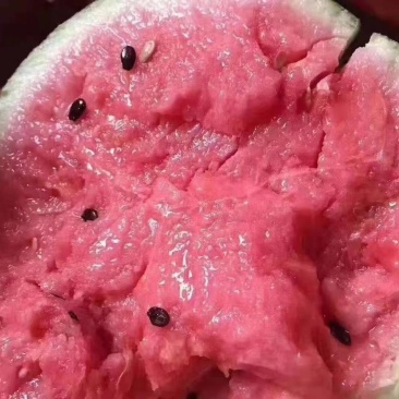 陕西美都西瓜