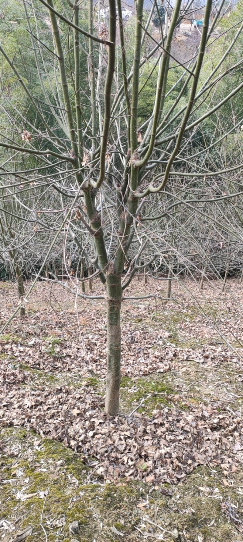青枫青枫小苗青枫1/10/20公分占地苗工程苗嫁接红枫