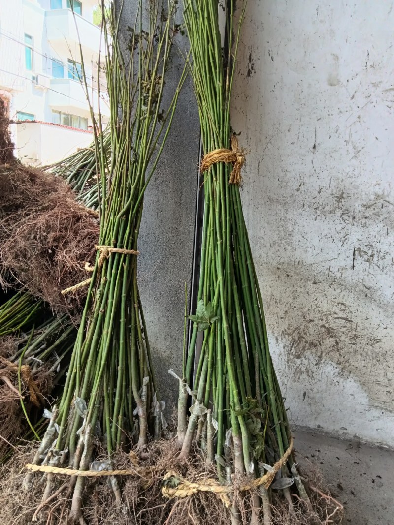 青枫青枫小苗青枫1/10/20公分占地苗工程苗嫁接红枫