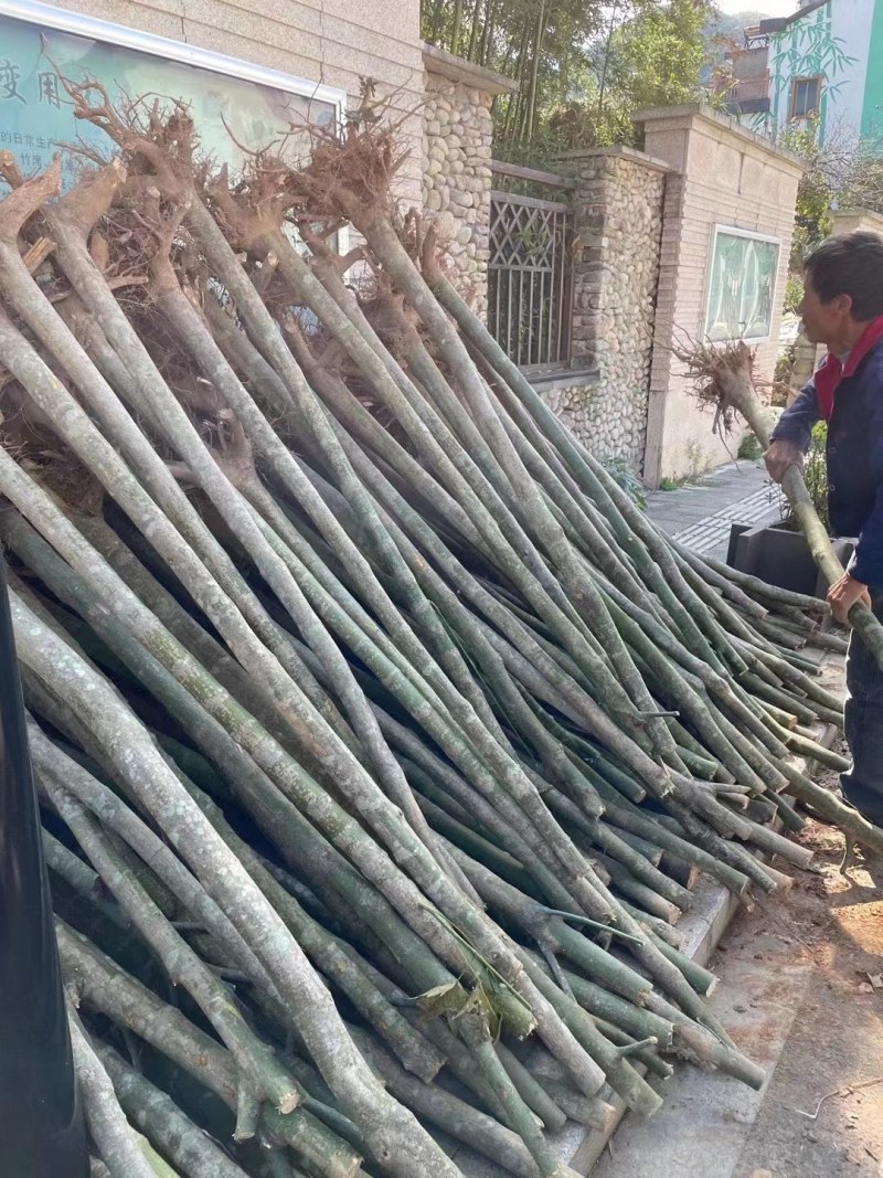 青枫青枫小苗青枫1/10/20公分占地苗工程苗嫁接红枫