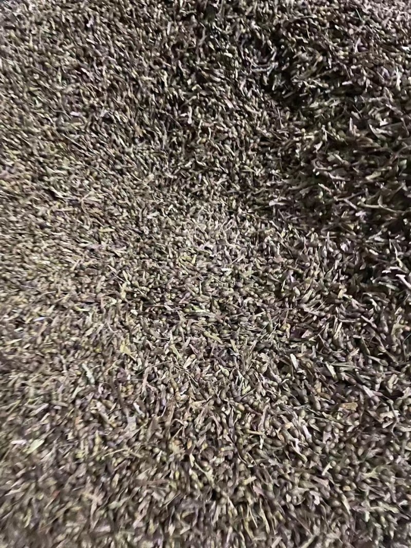 青枫青枫小苗青枫1/10/20公分占地苗工程苗嫁接红枫