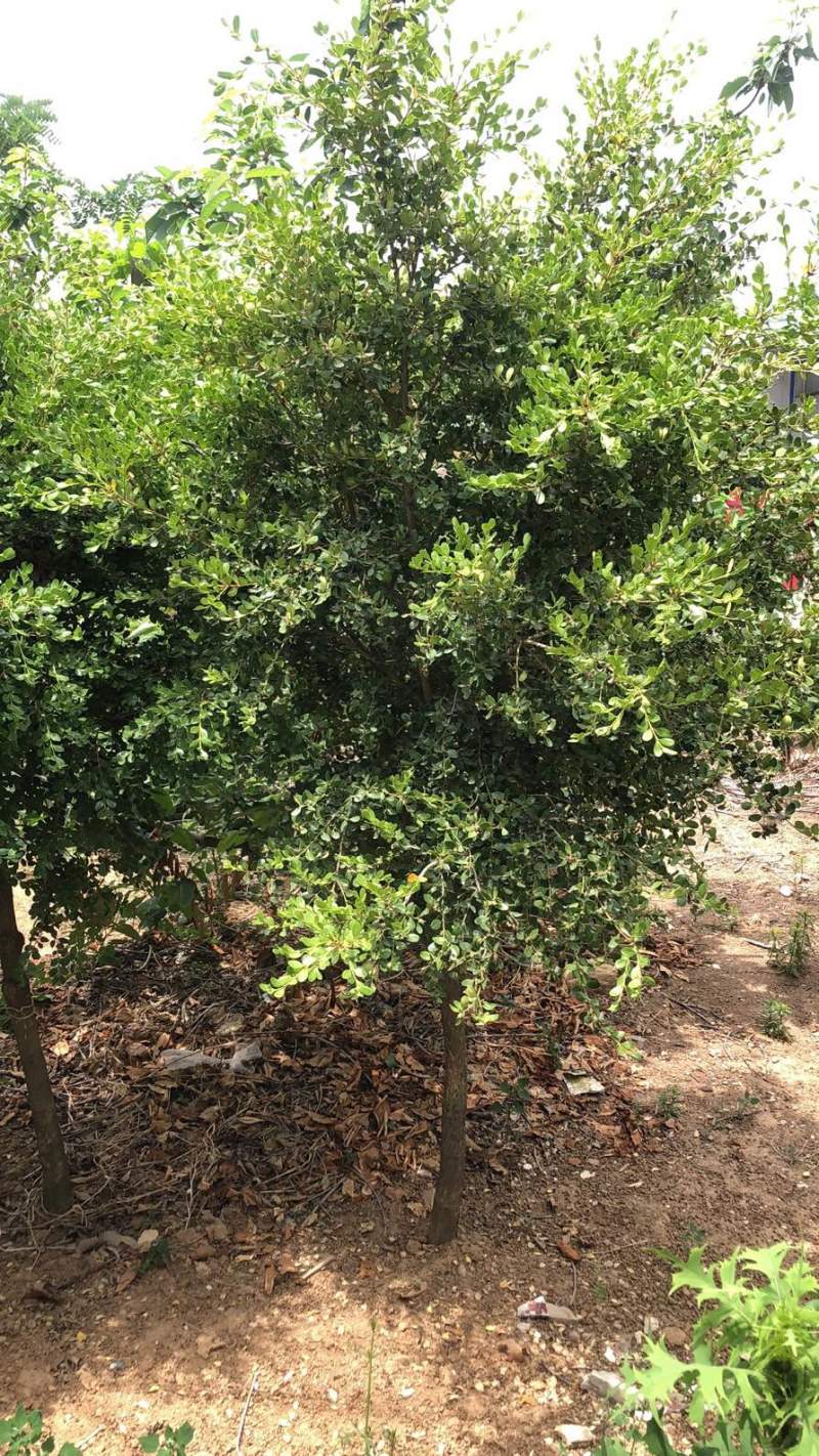 黄杨树，二十多年的瓜子黄杨树，长势好，欢迎关注选购