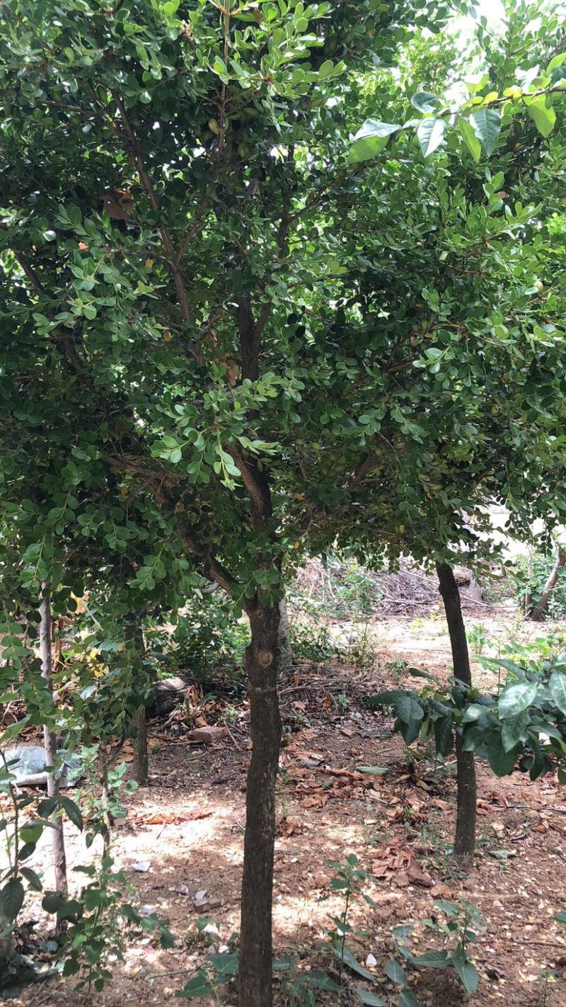 黄杨树，二十多年的瓜子黄杨树，长势好，欢迎关注选购