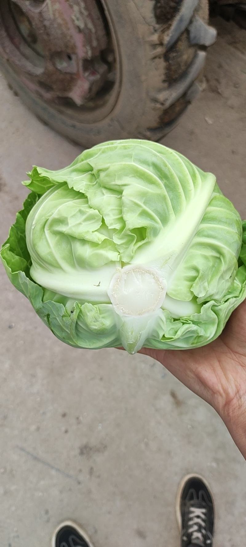 陕西宝鸡甘蓝大量上市，质量上乘，交通便利。有要的联系