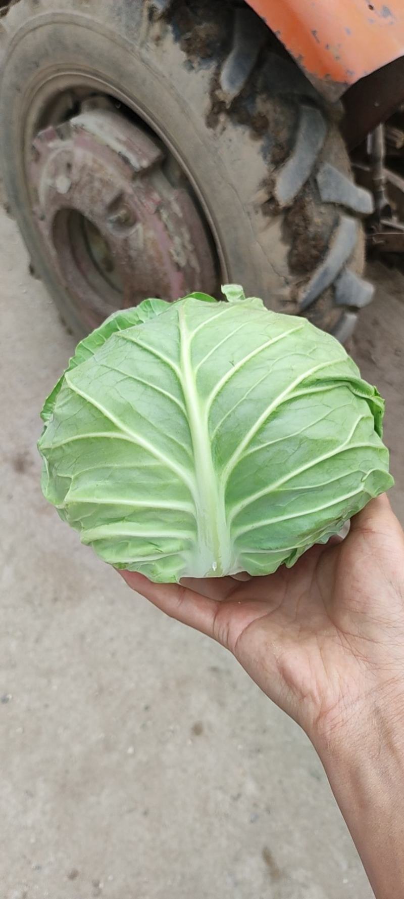 陕西宝鸡甘蓝大量上市，质量上乘，交通便利。有要的联系