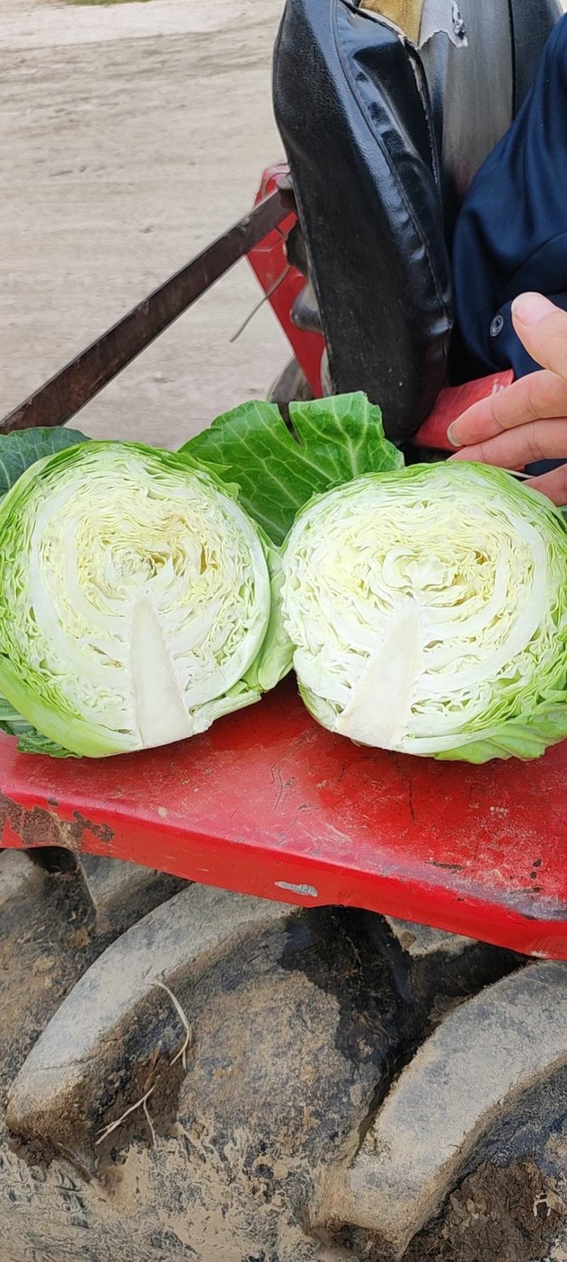 陕西宝鸡甘蓝大量上市，质量上乘，交通便利。有要的联系