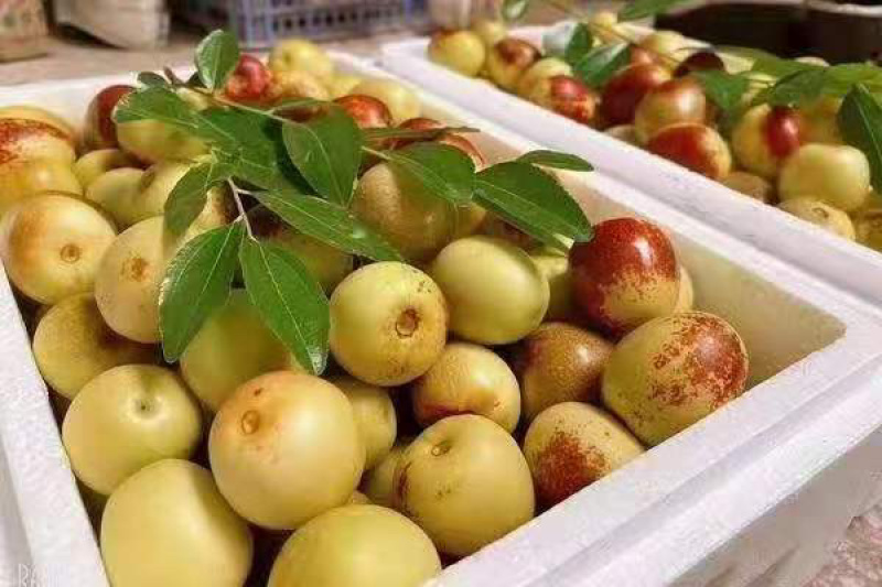 大荔冬枣