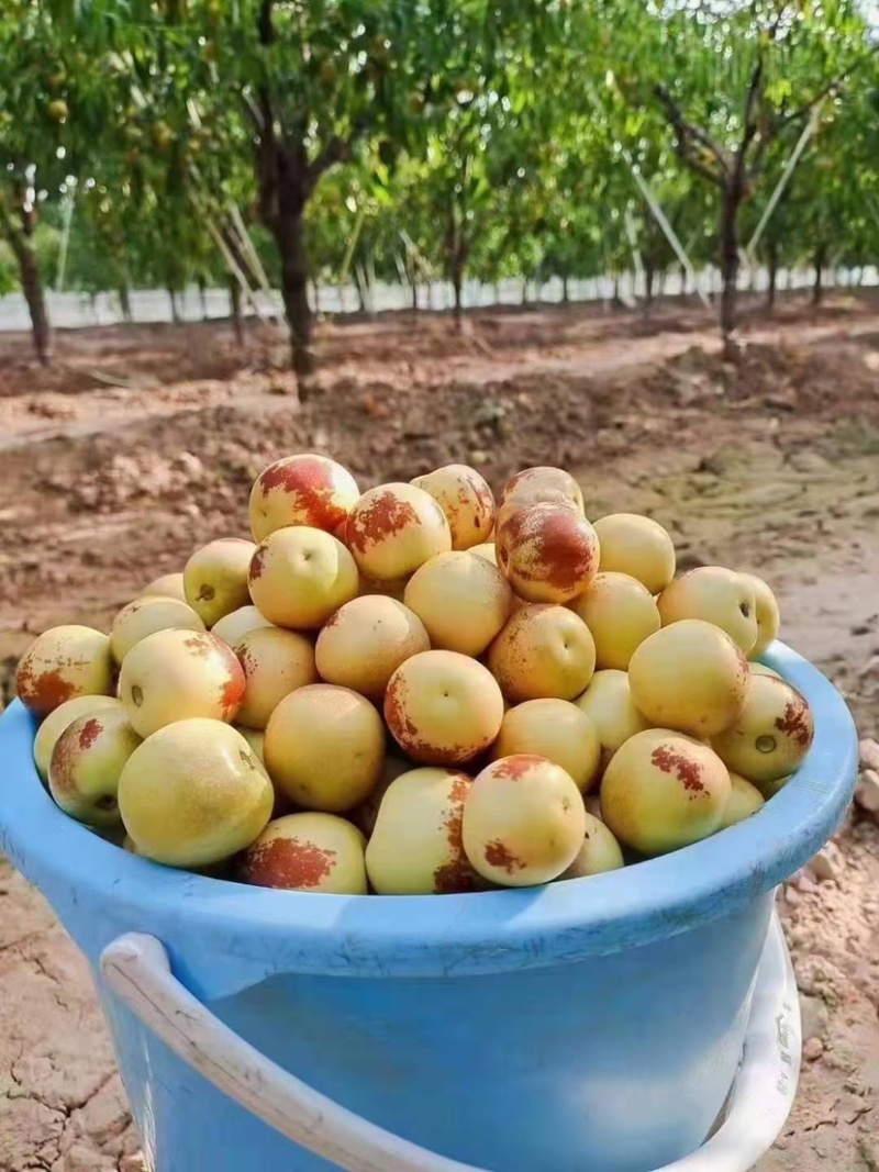 大荔冬枣