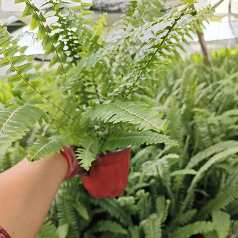 180#肾蕨基地大量生产量大私聊