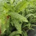 180#肾蕨基地大量生产量大私聊