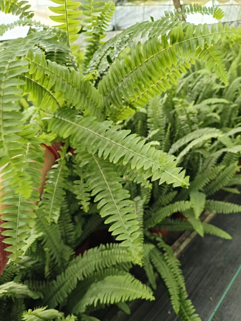 180#肾蕨基地大量生产量大私聊