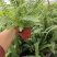 180#肾蕨基地大量生产量大私聊