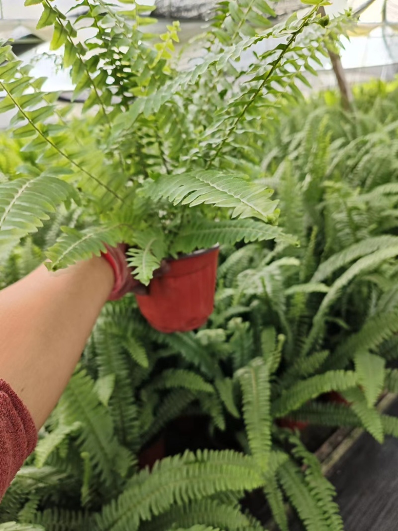 180#肾蕨基地大量生产量大私聊