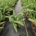 180#肾蕨基地大量生产量大私聊