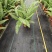180#肾蕨基地大量生产量大私聊