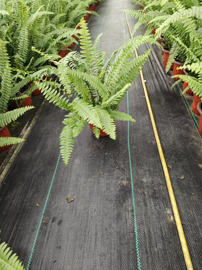 180#肾蕨基地大量生产量大私聊