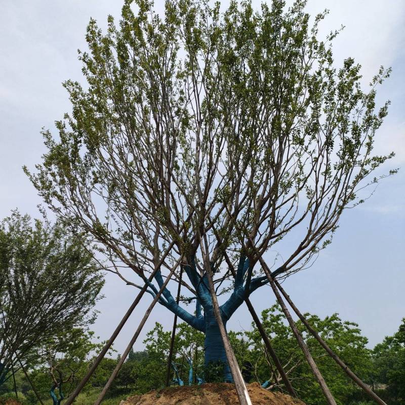 朴树，丛生朴树，基地直发一手货源，对接各种绿化用树用苗