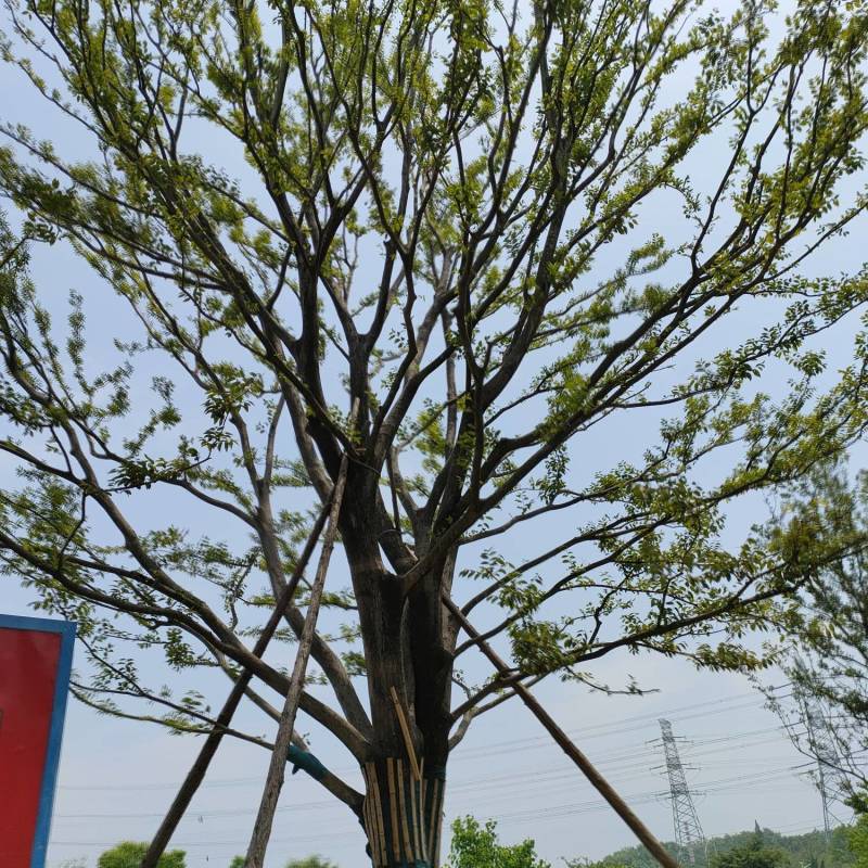 朴树，丛生朴树，基地直发一手货源，对接各种绿化用树用苗