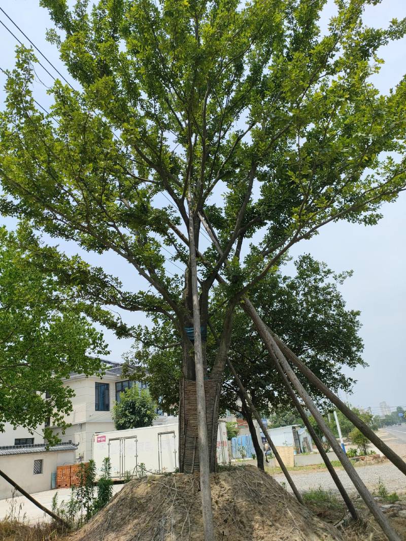 朴树，丛生朴树，基地直发一手货源，对接各种绿化用树用苗