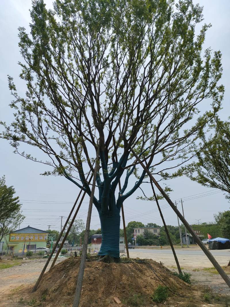 朴树，丛生朴树，基地直发一手货源，对接各种绿化用树用苗