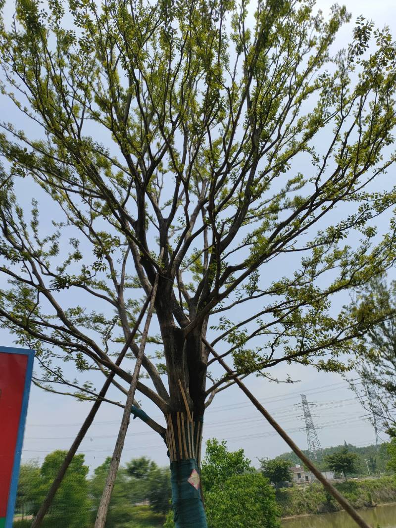 朴树，丛生朴树，基地直发一手货源，对接各种绿化用树用苗