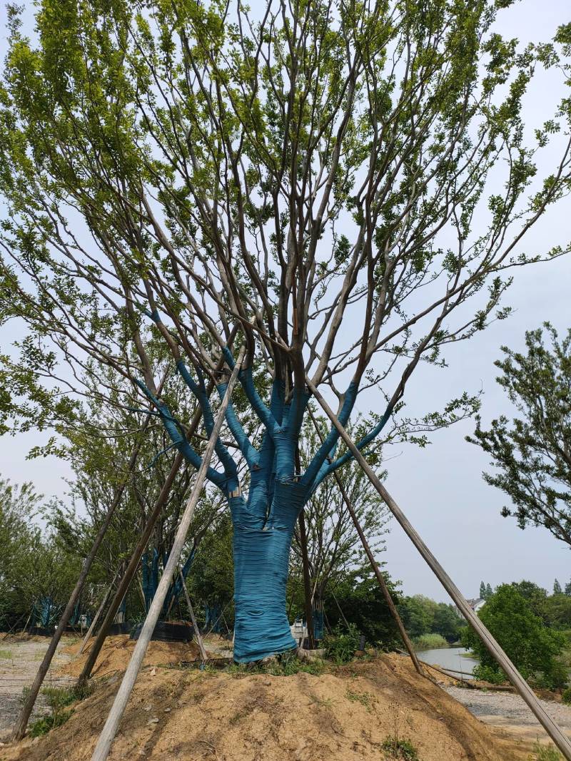 朴树，丛生朴树，基地直发一手货源，对接各种绿化用树用苗