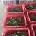 商河县玉皇庙镇釜山88.12糖分，大量上市产地货源充足