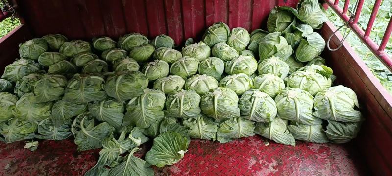 大白菜，包包菜菜地直发