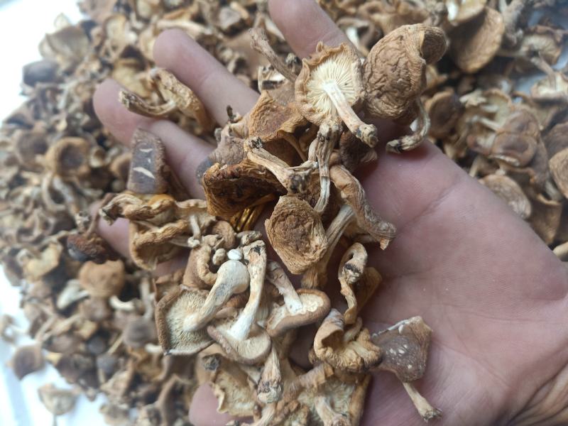 云南普洱野生香菌_干香菌