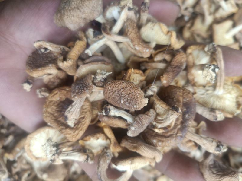 云南普洱野生香菌_干香菌