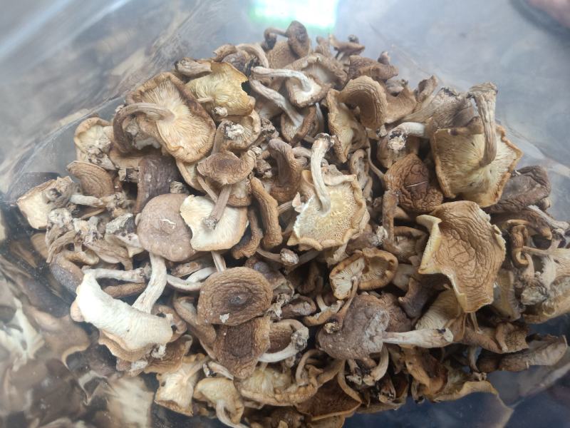 云南普洱野生香菌_干香菌
