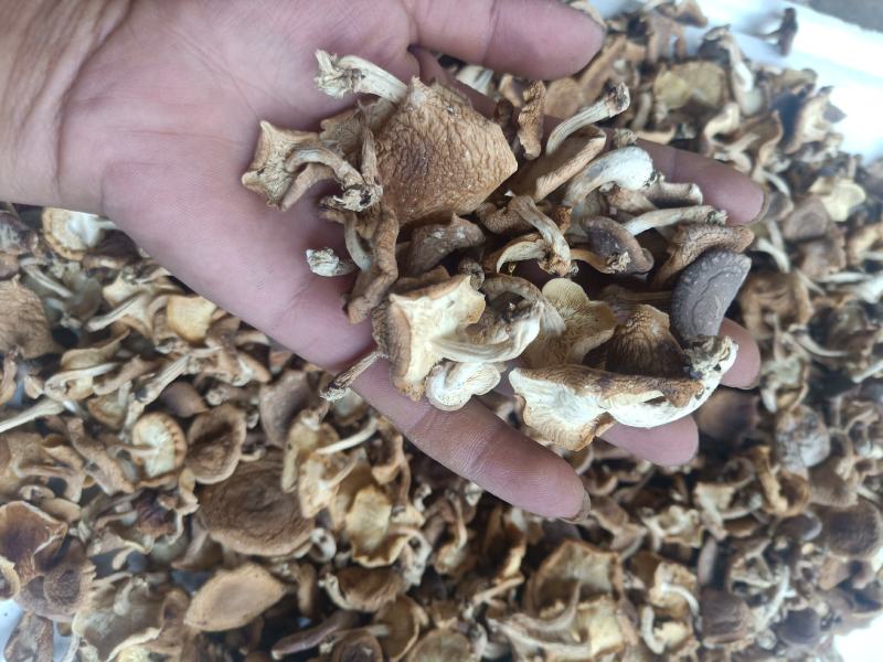 云南普洱野生香菌_干香菌