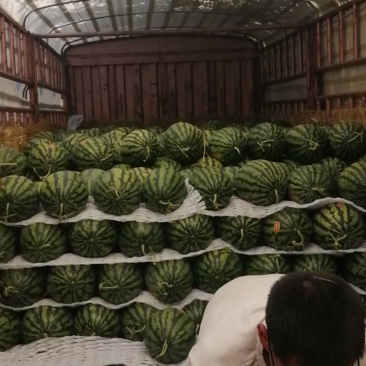 陕西无籽甜王