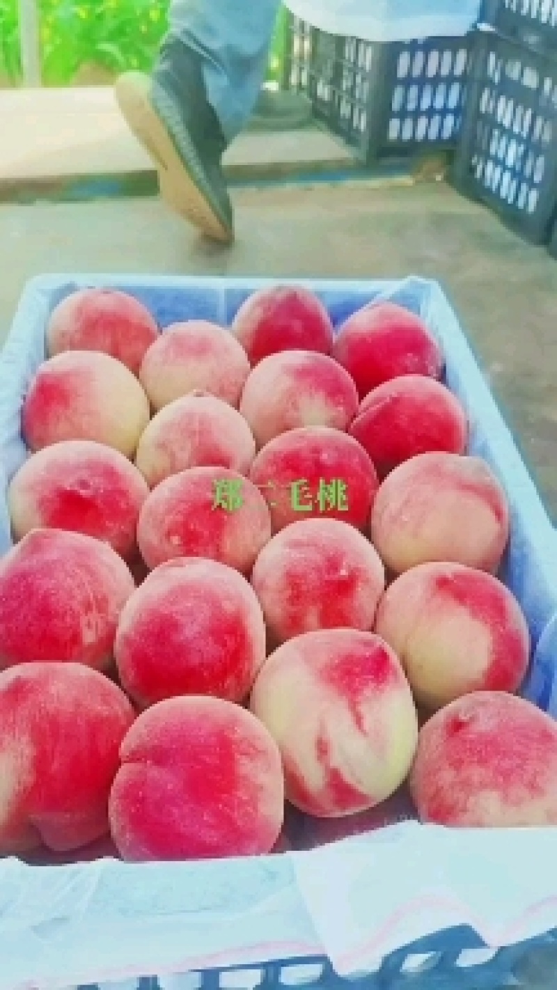 陕西毛桃，个头大，甜度高，口感好，外观好看！！！！！